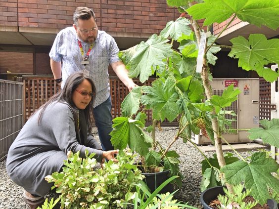 indigenous wellness team traditional medicinal plants healing