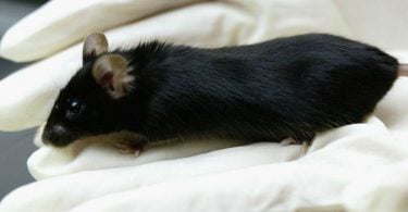 After decades of animal testing, we do have cures for stroke, heart failure, diabetes, Parkinson’s, Alzheimer’s, cystic fibrosis, and most cancers — but only in mice. (Photo credit: KOICHI KAMOSHIDA / GETTY IMAGES)