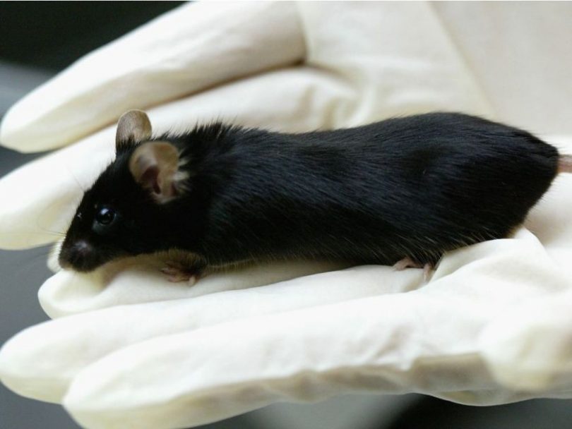 After decades of animal testing, we do have cures for stroke, heart failure, diabetes, Parkinson’s, Alzheimer’s, cystic fibrosis, and most cancers — but only in mice. (Photo credit: KOICHI KAMOSHIDA / GETTY IMAGES)