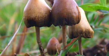 This image shows the fruit bodies of the psilocybe semilanceata. (Photo Credit: MUSHROOM OBSERVER 6514)