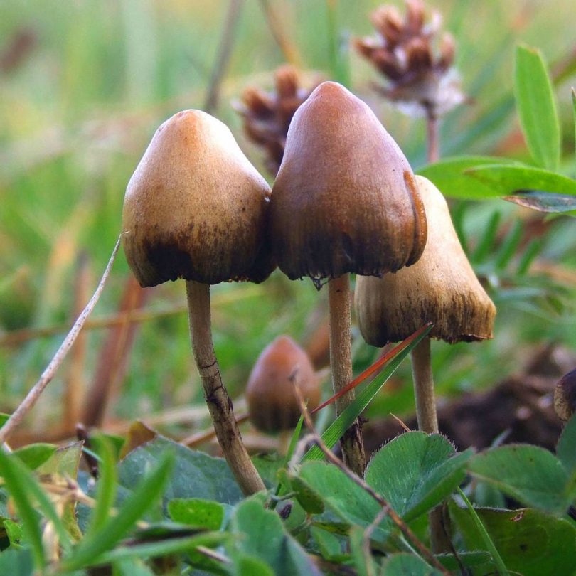 This image shows the fruit bodies of the psilocybe semilanceata. (Photo Credit: MUSHROOM OBSERVER 6514)