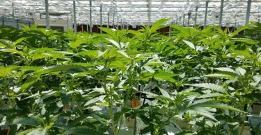 Medical cannabis plantsgrowing in a Niagara greenhouse, June 26, 2019. White Coat, Black Art spoke with two experts about the scientific evidence supporting CBD as a medicine. (Jeff Goodes/CBC)