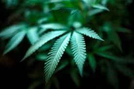 Cannabis researchers studying legalization’s effects still have no national consensus on standard dosage (Photo credit: The Globe and Mail)